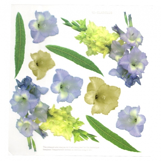 Sospeso Trasparente foil with gladiolus flowers print