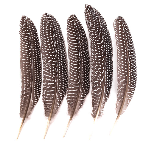 Pheasant feathers 18-20cm 5 pieces